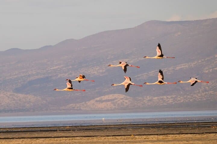 Lake Natron & Ol Doinyo Lengai: 2-Day Volcanic Hike, Flamingos & Maasai Culture photo 2