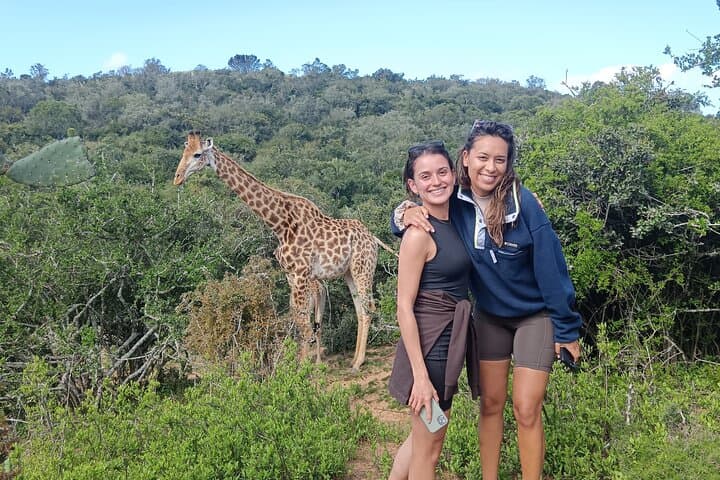 Addo Elephant Park & Giraffe Walk Tracking Safari from Port Elizabeth