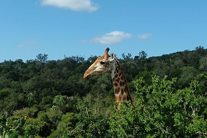 Addo Elephant Park & Giraffe Walk Tracking Safari from Port Elizabeth photo 3