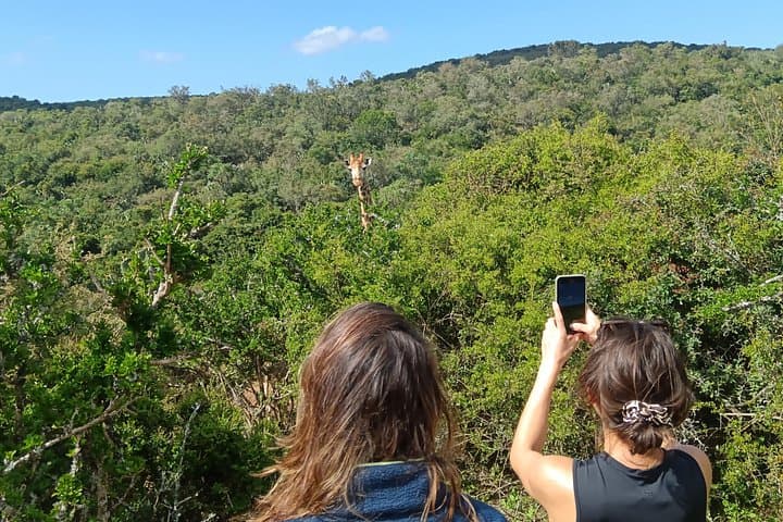 Addo Elephant Park & Giraffe Walk Tracking Safari from Port Elizabeth photo 4