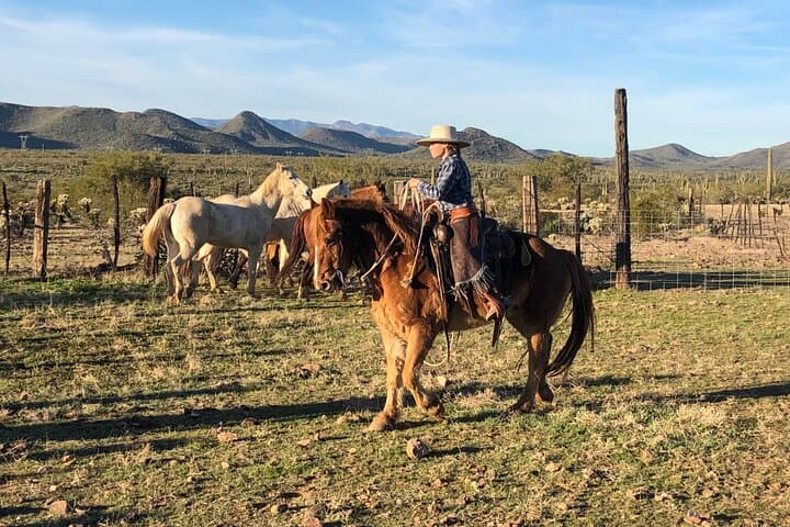 Sonoran Desert Horseback Trail Rides — Tonto National Forest Near Phoenix photo 6