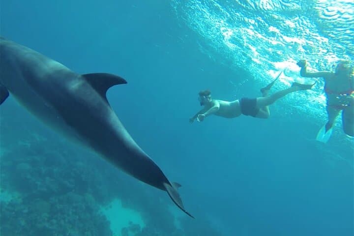 Snorkel Shaab Samadai (Dolphin House) — Red Sea Day Trip from Marsa Alam photo 2