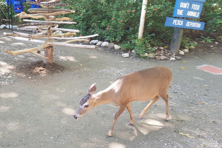 Guided Naturalist Walk in Curu Wildlife Refuge — Paquera Costa Rica Nature Tour photo 4