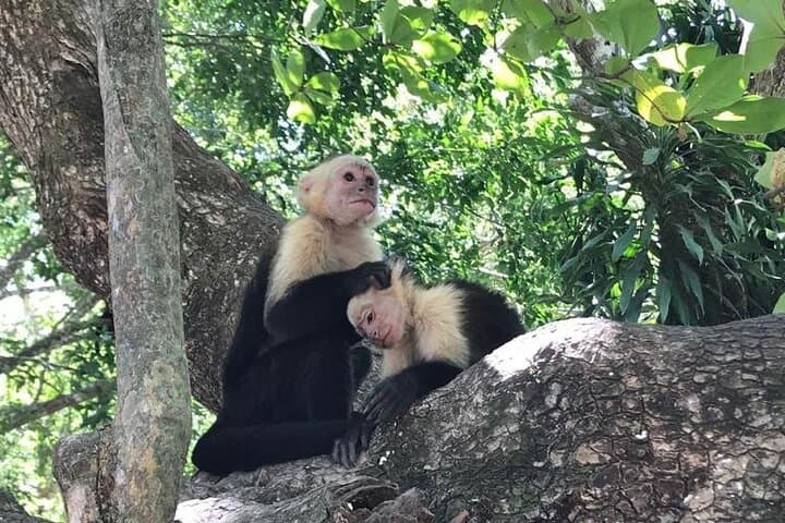 Guided Naturalist Walk in Curu Wildlife Refuge — Paquera Costa Rica Nature Tour photo 6