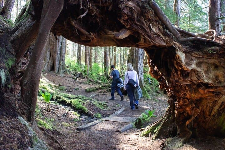 Guided Beaver Lake Hike in Sitka — Alaskan Wilderness Trail