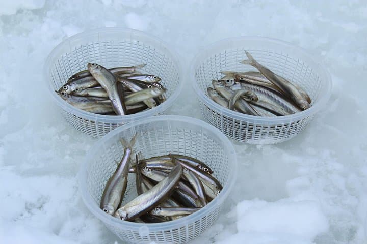 Ice Fishing on Lake Abashiri: Wakasagi Tempura Experience in Hokkaido photo 4