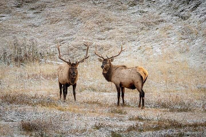 Columbia Icefield, Skywalk & Peyto Lake: Full-Day Icefields Parkway Tour from Calgary photo 4