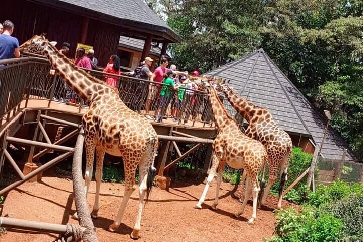 Giraffe Centre, Karen Blixen Museum & Carnivore Lunch — Nairobi Day Tour