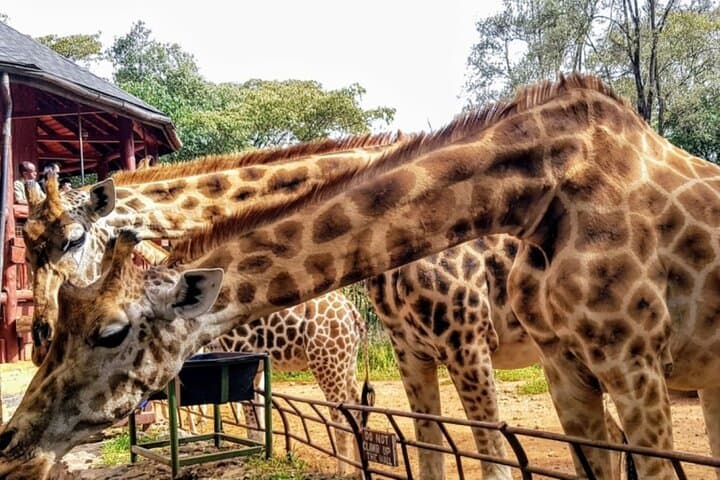 Giraffe Centre, Karen Blixen Museum & Carnivore Lunch — Nairobi Day Tour photo 3