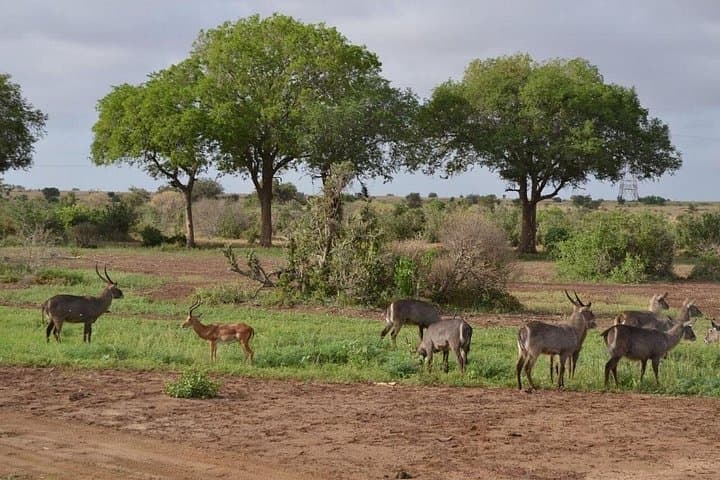 Tsavo East Overnight Safari from Mombasa — 2-Day Game Drive & Wildlife Viewing photo 3