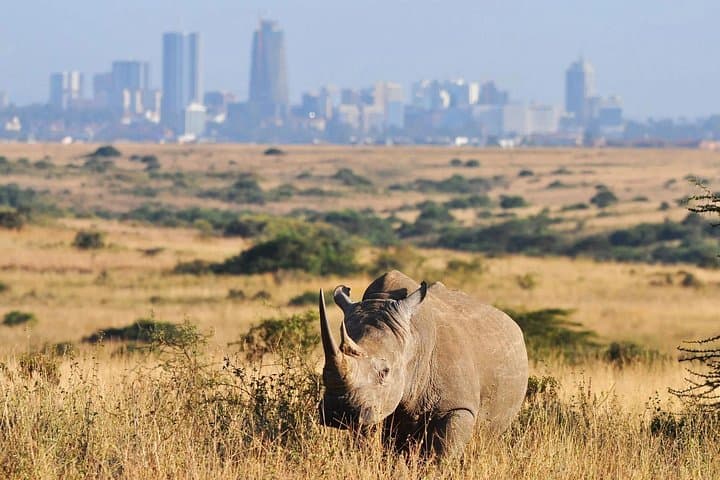 Explore Nairobi National Park: A Safari Adventure on the City’s Edge photo 1