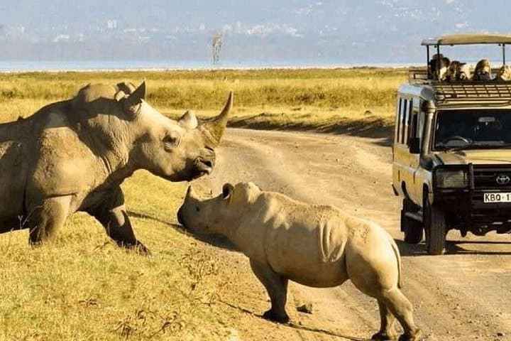Explore Nairobi National Park: A Safari Adventure on the City’s Edge photo 2