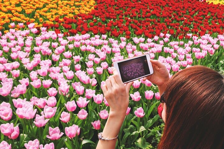 Keukenhof, Zaanse Schans & Volendam: Small-Group Dutch Culture and Tulip Fields Day Trip