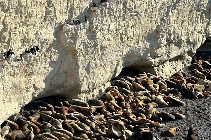 Puerto Madryn & Punta Loma Shore Excursion — Sea Lions, Welsh Heritage and Coastal Views photo 2