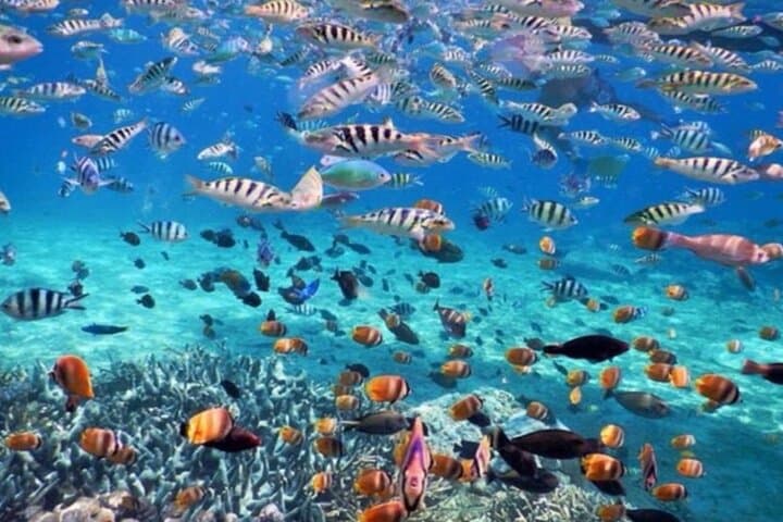 Nusa Penida Day Trip & Snorkeling from Bali - Kelingking, Broken Beach & Crystal Bay photo 2