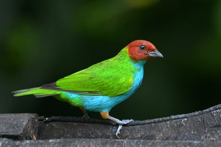 Dawn Birding at Tinamu Reserve — Private Tour from Pereira photo 3