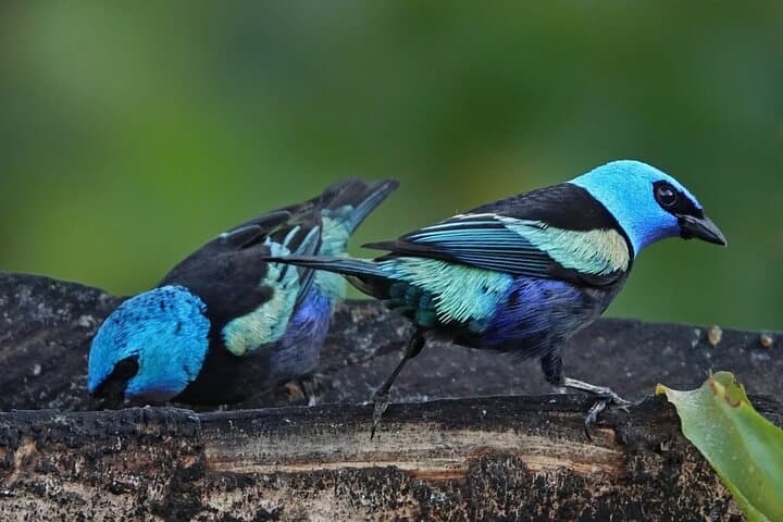 Dawn Birding at Tinamu Reserve — Private Tour from Pereira photo 4