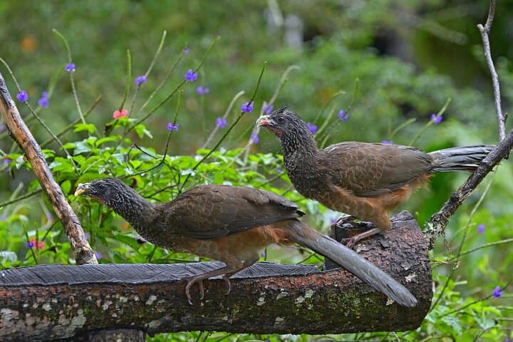 Dawn Birding at Tinamu Reserve — Private Tour from Pereira photo 5