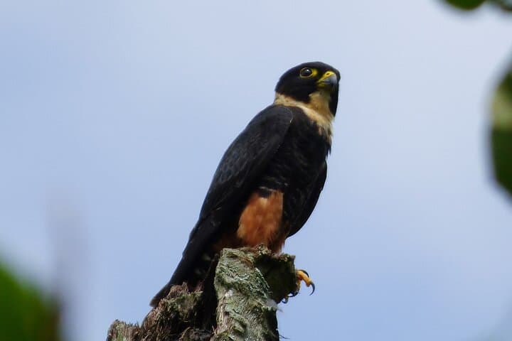 Dawn Birding at Tinamu Reserve — Private Tour from Pereira