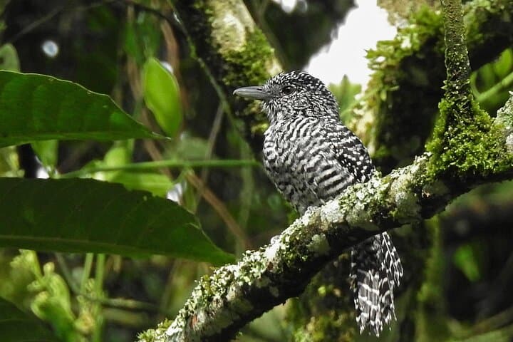 Dawn Birding at Tinamu Reserve — Private Tour from Pereira photo 6