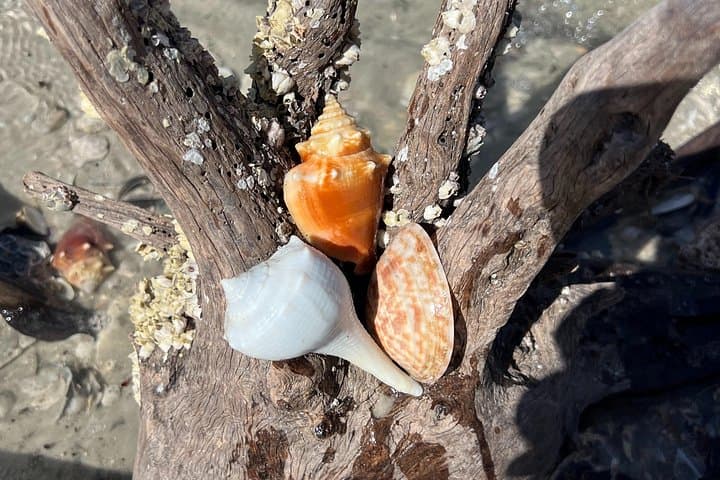 Marco Island Private Shelling Tour — 4-Hour 10,000 Islands Boat Adventure photo 3