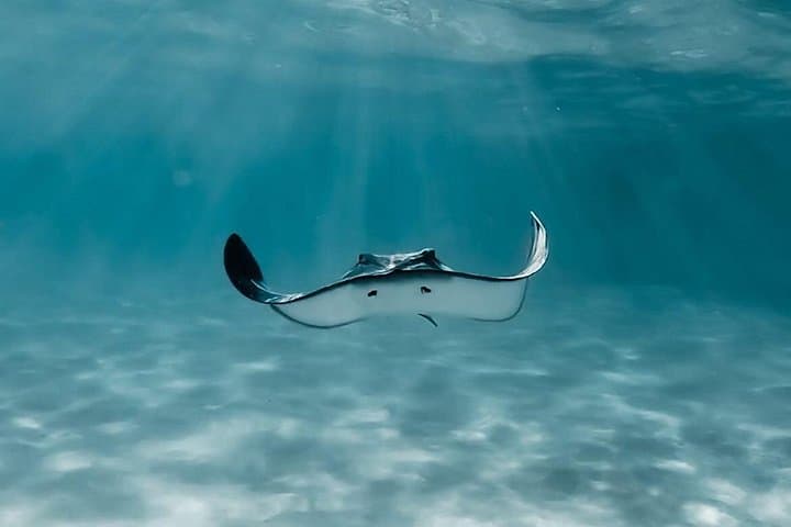 Moorea Private Snorkeling Tour with Certified Guide — Marine Reserve Cruise photo 4