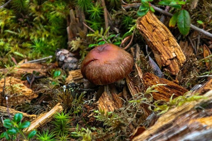 Denali Nature Hike: Taiga Walks and Tundra Views Near Denali National Park photo 4