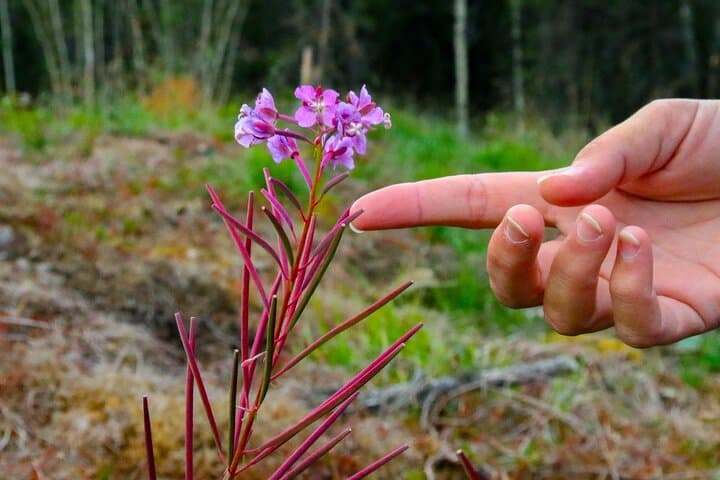Denali Nature Hike: Taiga Walks and Tundra Views Near Denali National Park photo 5