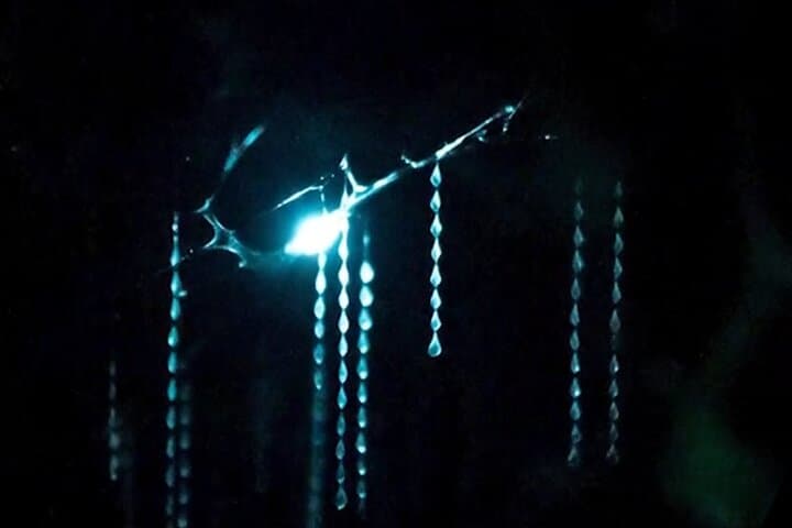 See Auckland's Secret Glow Worms: Night Walk in Auckland's Urban Bush photo 2