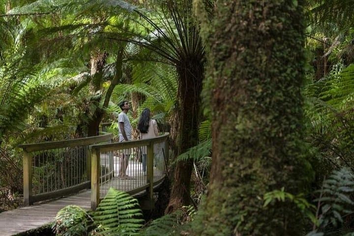 Great Ocean Road Day Tour: 12 Apostles, Otway Rainforest & Wildlife from Melbourne photo 3