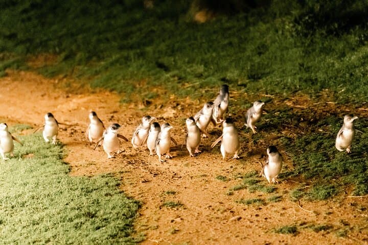 Phillip Island Penguin Parade Day Trip from Melbourne — Penguins Plus Platform & Koala Reserve photo 4