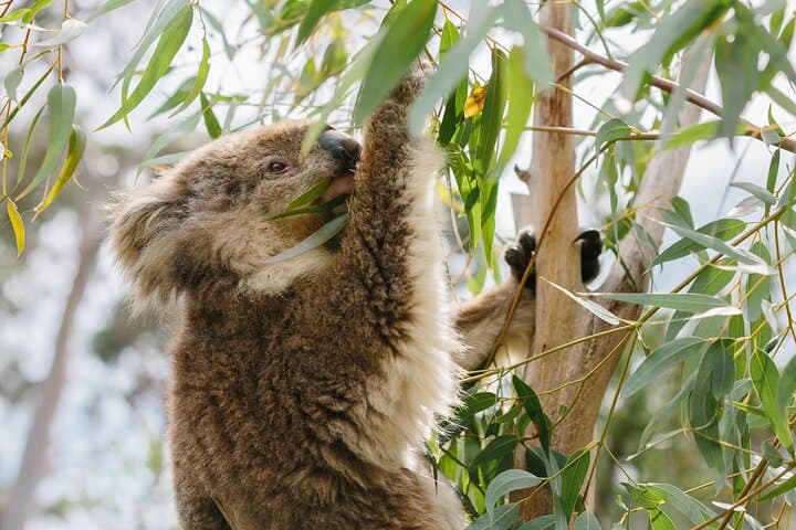 Phillip Island Penguin Parade Day Trip from Melbourne — Penguins Plus Platform & Koala Reserve photo 6