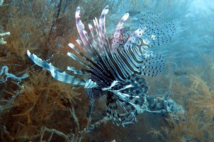 PADI Discover Scuba Diving in Nha Trang – Two-Dive Beginner Boat Experience photo 5