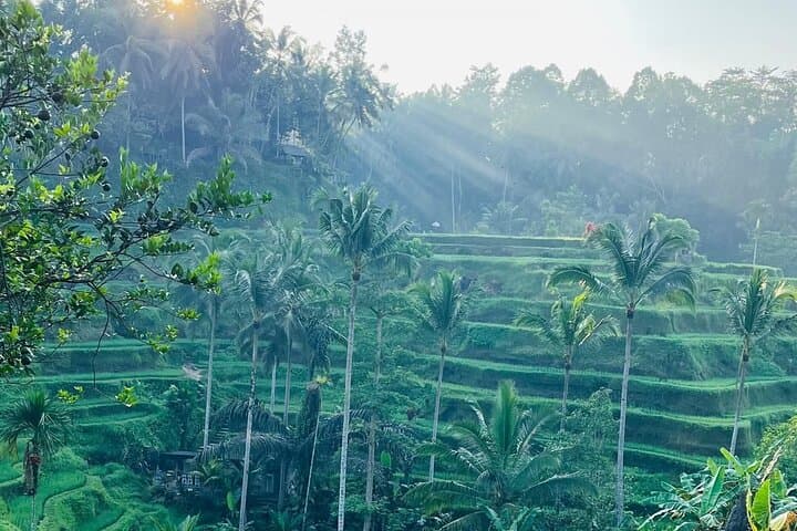 Ubud Day Tour: Monkey Forest, Tegalalang Rice Terrace & Tirta Empul