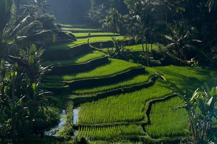 Ubud Day Tour: Monkey Forest, Tegalalang Rice Terrace & Tirta Empul photo 3