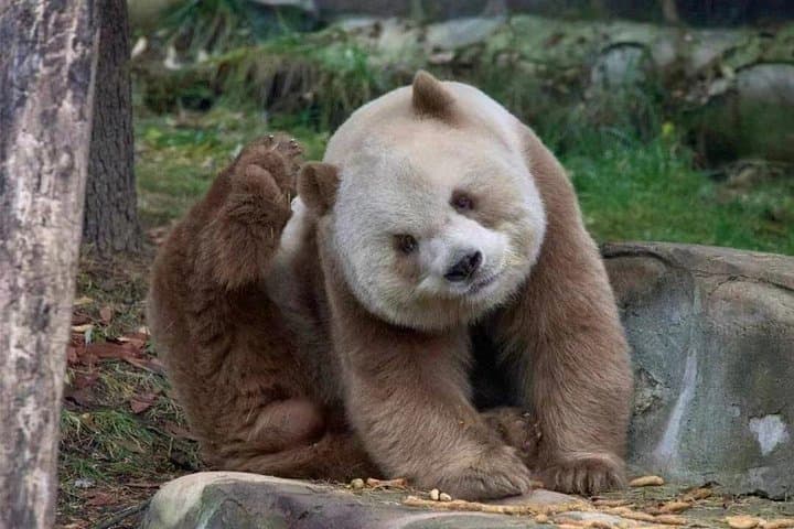 Xi'an Private Giant Panda Tour to Qinling Research Center — See Qizai and City Highlights photo 1