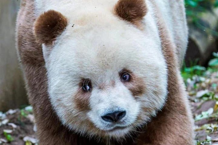 Xi'an Private Giant Panda Tour to Qinling Research Center — See Qizai and City Highlights photo 3