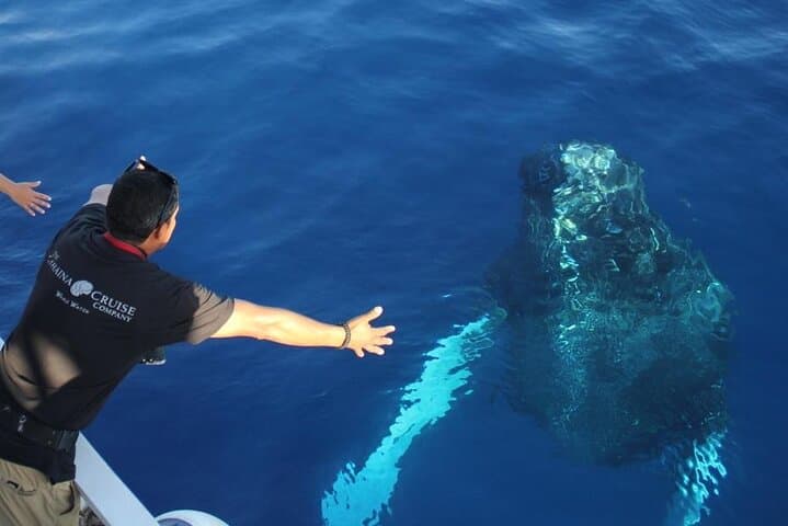 Maui Whale Watch from Lahaina Harbor: 2-Hour Humpback Experience photo 4