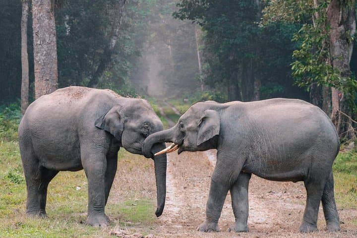 Day Trip from Delhi: Taj Mahal, Agra Fort & Elephant Conservation Park