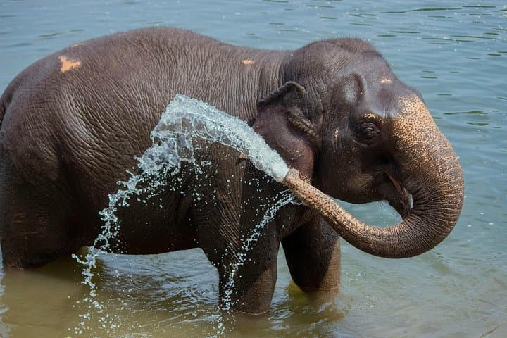 Day Trip from Delhi: Taj Mahal, Agra Fort & Elephant Conservation Park photo 5