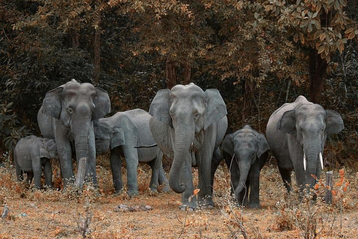 Day Trip from Delhi: Taj Mahal, Agra Fort & Elephant Conservation Park photo 2