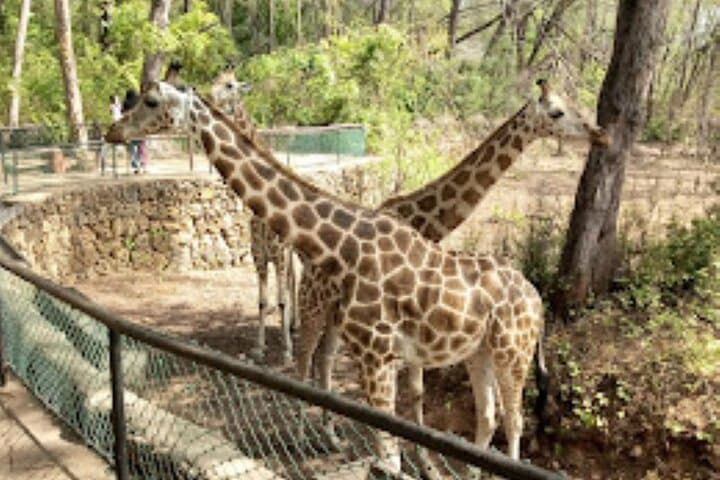 Mombasa Full-Day Tour: Fort Jesus, Old Town & Haller Park Explorer photo 2