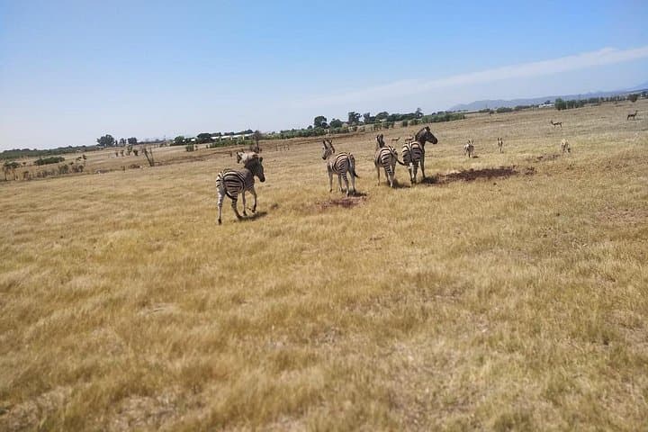 Winelands Explorer: Full-Day Safari Game Drive and Franschhoek Wine Tram photo 6
