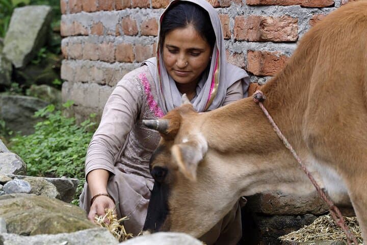 Nomad Culture & Nature Walk: Naddi to Dharamkot with Dhauladhar Views photo 4