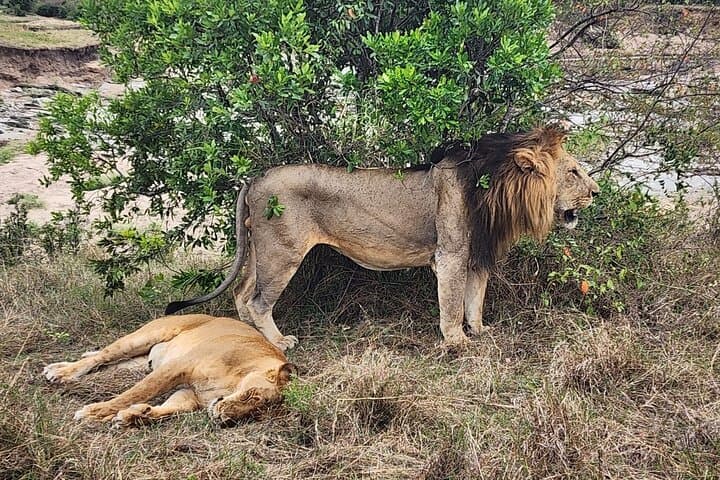 3-Day Masai Mara Safari: Big Five, Great Migration & Maasai Culture photo 3