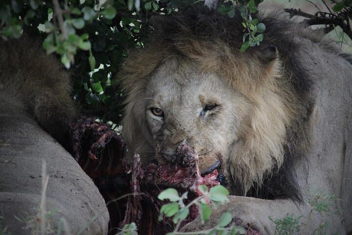 3-Day Masai Mara Safari: Big Five, Great Migration & Maasai Culture photo 4