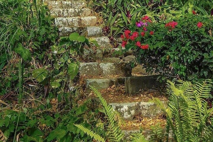 Wingfield Rainforest Hike and Caribelle Batik Cultural Tour, St Kitts photo 4