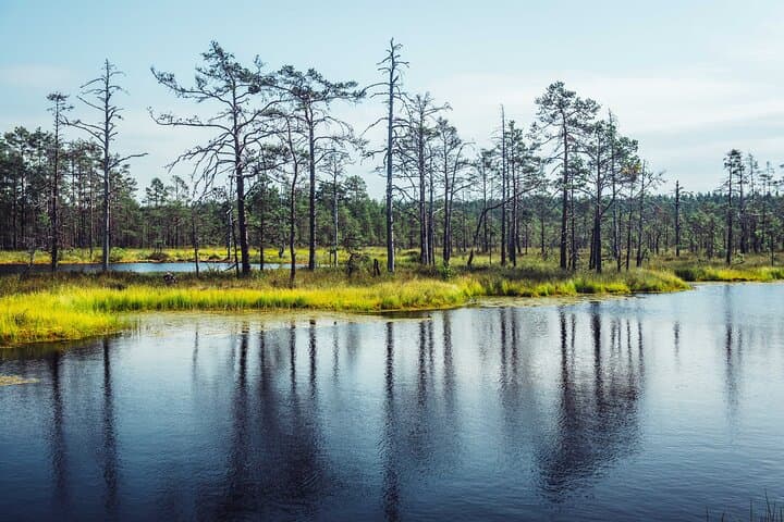 11-Day Baltic Capitals and Nature Loop — Riga to Tallinn to Vilnius photo 2