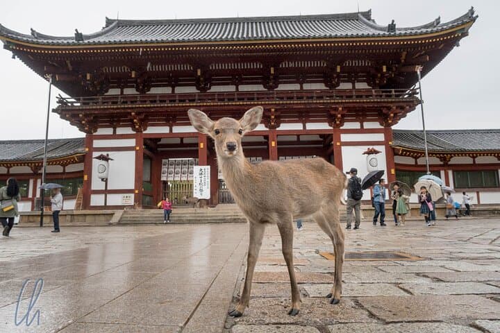 Kyoto to Nara, Osaka & Kobe Full-Day Tour — Deer, Temples & Dotonbori photo 5