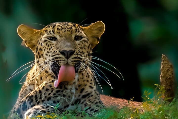 Wilpattu Half-Day Safari from Anuradhapura — Early-Morning Leopard & Elephant Viewing photo 3
